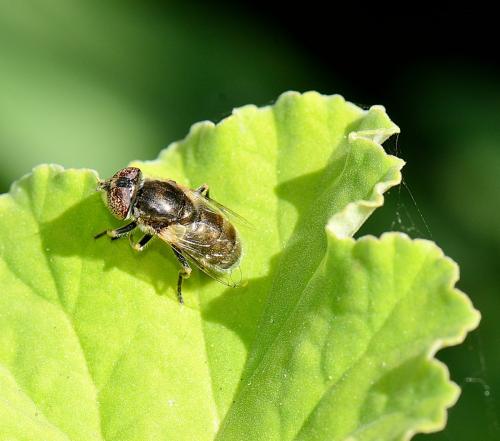 Eristalinus aeneus
